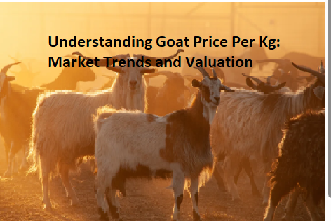 Understanding Goat Price Per Kg: Market Trends and Valuation Understanding Goat Price Per Kg: Market Trends and Valuation