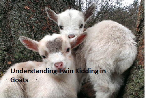 Understanding Twin Kidding in Goats Understanding Twin Kidding in Goats