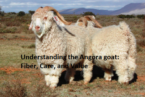 Understanding the Angora goat: Fiber, Care, and Value Understanding the Angora goat: Fiber, Care, and Value