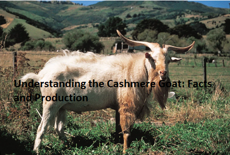 Understanding the Cashmere Goat: Facts and Production Understanding the Cashmere Goat: Facts and Production
