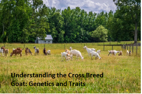 Understanding the Cross Breed Goat: Genetics and Traits Understanding the Cross Breed Goat: Genetics and Traits