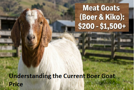 Understanding the Current Boer Goat Price Understanding the Current Boer Goat Price