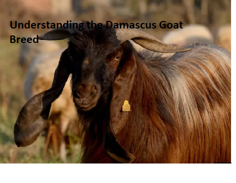 Understanding the Damascus Goat Breed Understanding the Damascus Goat Breed