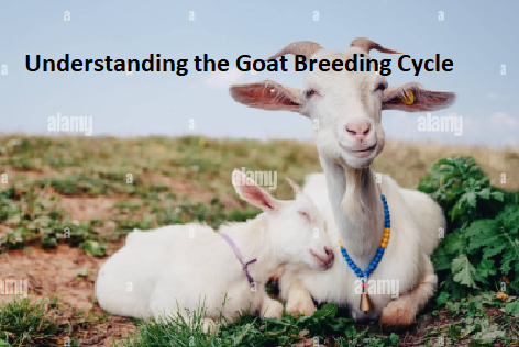 Understanding the Goat Breeding Cycle Understanding the Goat Breeding Cycle