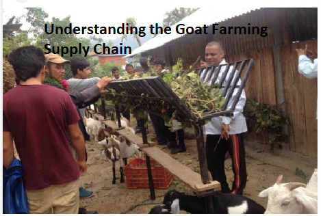 Understanding the Goat Farming Supply Chain Understanding the Goat Farming Supply Chain