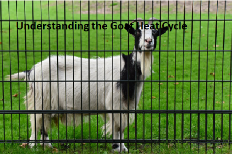 Understanding the Goat Heat Cycle Understanding the Goat Heat Cycle