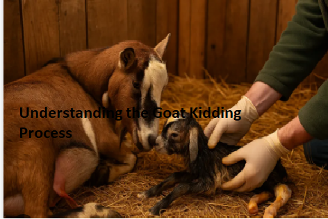 Understanding the Goat Kidding Process Understanding the Goat Kidding Process