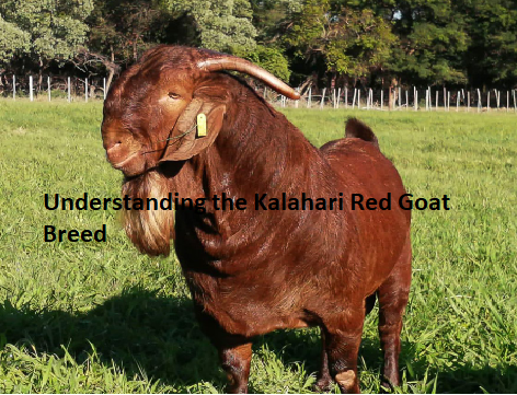 Understanding the Kalahari Red Goat Breed Understanding the Kalahari Red Goat Breed