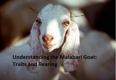 Understanding the Malabari Goat: Traits and Rearing Understanding the Malabari Goat: Traits and Rearing