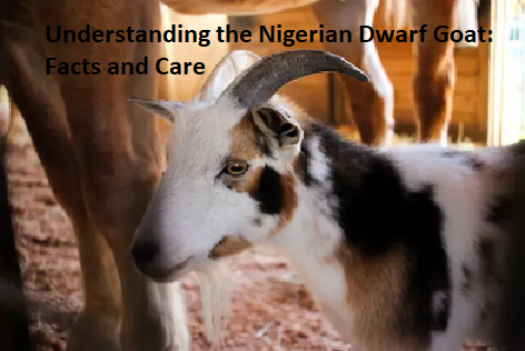 Understanding the Nigerian Dwarf Goat: Facts and Care Understanding the Nigerian Dwarf Goat: Facts and Care