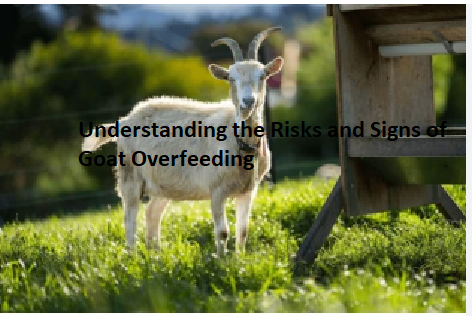 Understanding the Risks and Signs of Goat Overfeeding Understanding the Risks and Signs of Goat Overfeeding