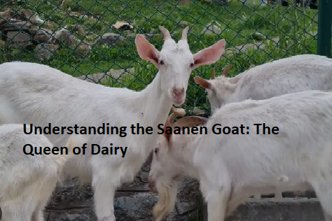 Understanding the Saanen Goat: The Queen of Dairy Understanding the Saanen Goat: The Queen of Dairy