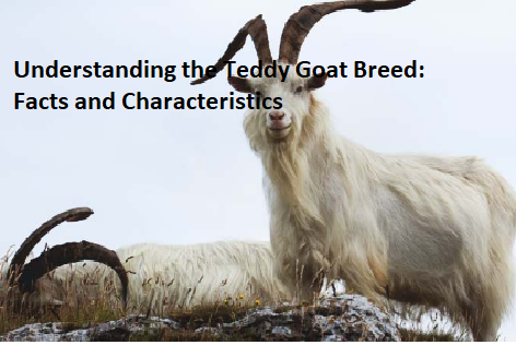 Understanding the Teddy Goat Breed: Facts and Characteristics Understanding the Teddy Goat Breed: Facts and Characteristics