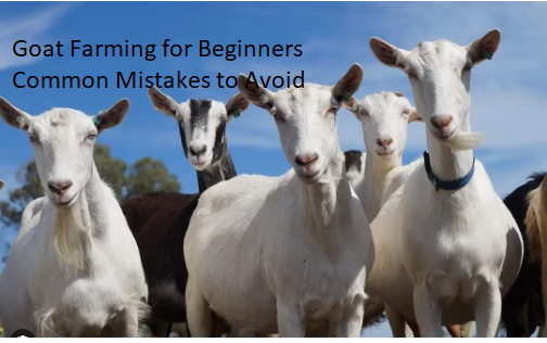 Goat Farming for Beginners Common Mistakes to Avoid Goat Farming for Beginners Common Mistakes to Avoid