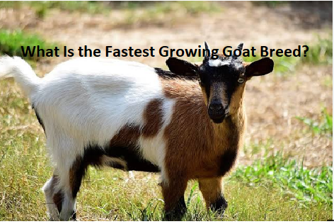What Is the Fastest Growing Goat Breed? What Is the Fastest Growing Goat Breed?