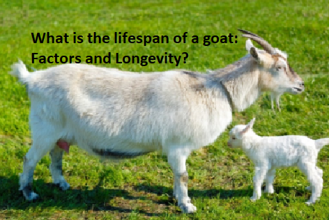 What is the lifespan of a goat: Factors and Longevity? What is the lifespan of a goat: Factors and Longevity?