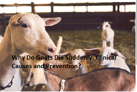 Why Do Goats Die Suddenly: Clinical Causes and Prevention? Why Do Goats Die Suddenly: Clinical Causes and Prevention?