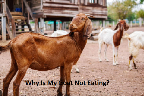 Why Is My Goat Not Eating? Why Is My Goat Not Eating?
