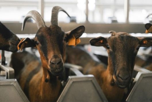 Essential Goat Farm Checklist for New and Scaling Operations goat farm checklist