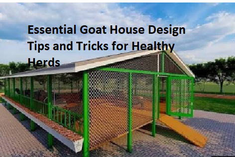 Essential Goat House Design Tips and Tricks for Healthy Herds Essential Goat House Design Tips and Tricks for Healthy Herds
