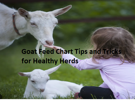 Goat Feed Chart Tips and Tricks for Healthy Herds Goat Feed Chart Tips and Tricks for Healthy Herds