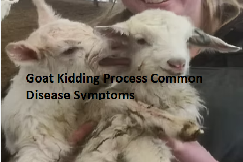 Goat Kidding Process Common Disease Symptoms Goat Kidding Process Common Disease Symptoms