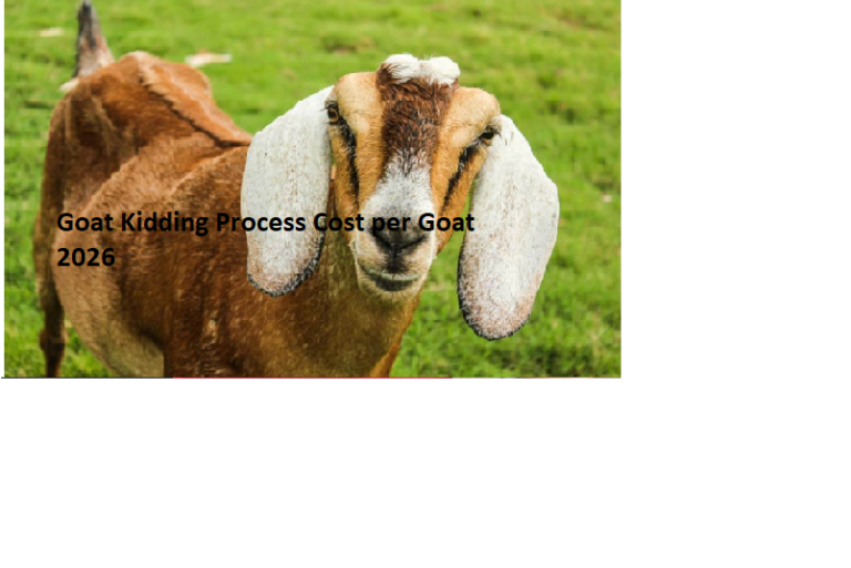 Goat Kidding Process Cost per Goat 2026 Goat Kidding Process Cost per Goat 2026
