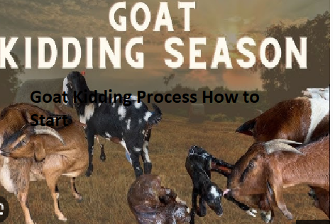 Goat Kidding Process How to Start Goat Kidding Process How to Start