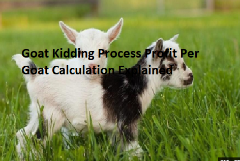 Goat Kidding Process Profit Per Goat Calculation Explained Goat Kidding Process Profit Per Goat Calculation Explained