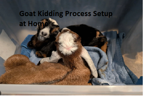 Goat Kidding Process Setup at Home Goat Kidding Process Setup at Home
