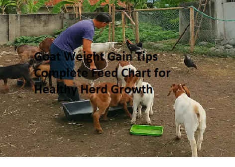 Goat Weight Gain Tips Complete Feed Chart for Healthy Herd Growth Goat Weight Gain Tips Complete Feed Chart for Healthy Herd Growth