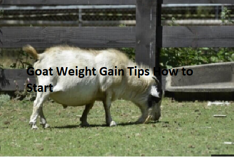 Goat Weight Gain Tips How to Start Goat Weight Gain Tips How to Start