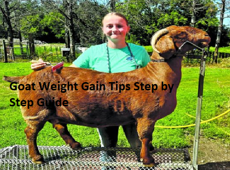 Goat Weight Gain Tips Step by Step Guide Goat Weight Gain Tips Step by Step Guide