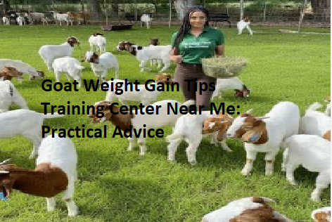 Goat Weight Gain Tips Training Center Near Me: Practical Advice Goat Weight Gain Tips Training Center Near Me: Practical Advice