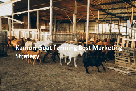 Kamori Goat Farming Best Marketing Strategy Kamori Goat Farming Best Marketing Strategy