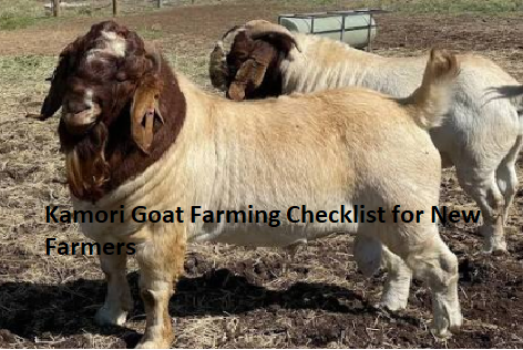 Kamori Goat Farming Checklist for New Farmers Kamori Goat Farming Checklist for New Farmers