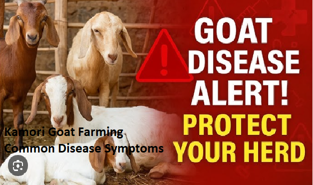 Kamori Goat Farming Common Disease Symptoms Kamori Goat Farming Common Disease Symptoms
