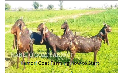 Kamori Goat Farming How to Start