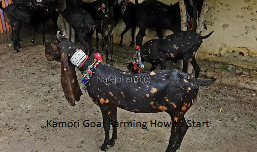 Kamori Goat Farming How to Start