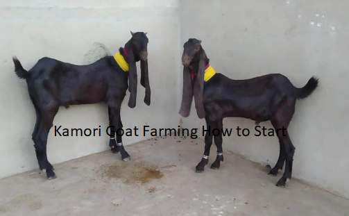 Kamori Goat Farming How to Start Kamori Goat Farming How to Start